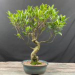 Bonsai Wholesale