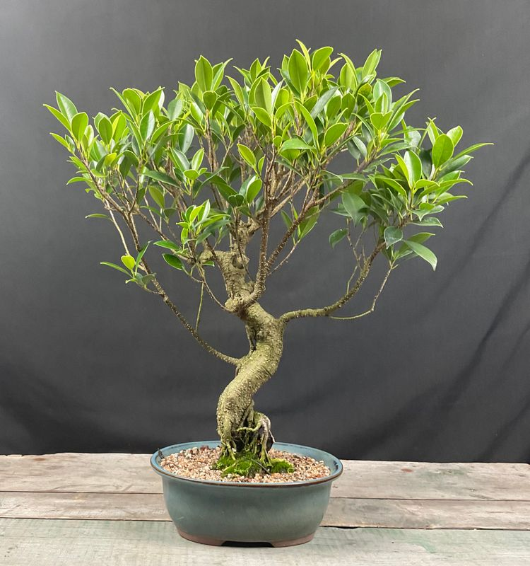 Bonsai Wholesale
