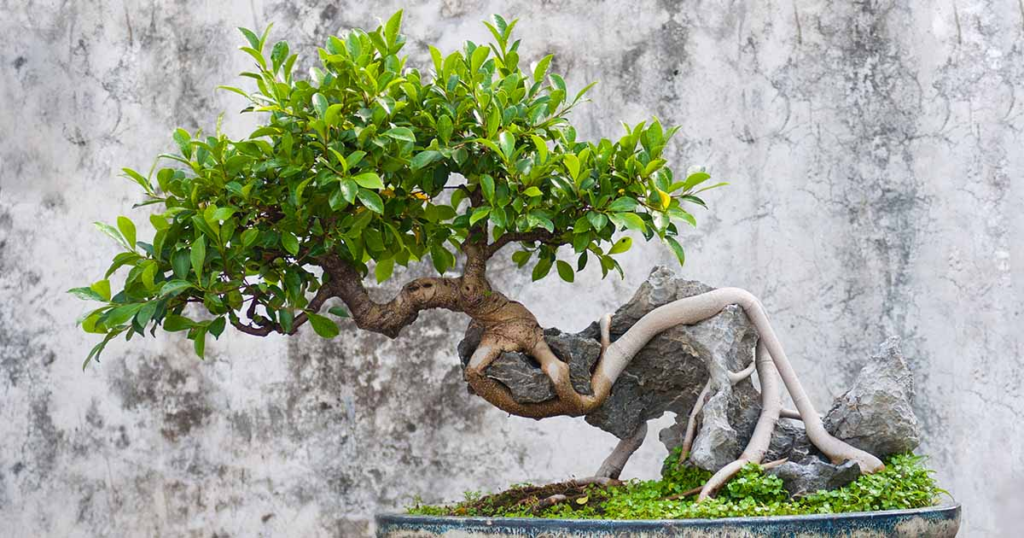 Chinese Ficus: A Complete Guide to Growing and Caring for This Beautiful Plant