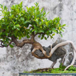 Chinese Ficus: A Complete Guide to Growing and Caring for This Beautiful Plant